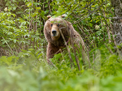 Xxx kontakt kodiak alaska